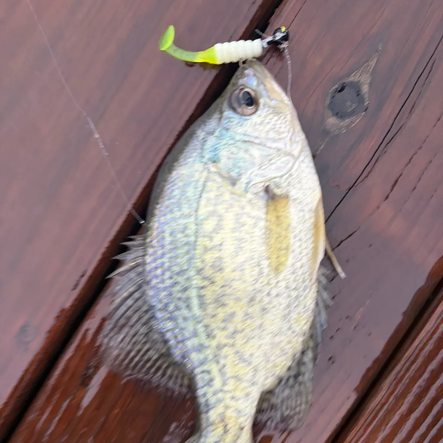 Black crappie caught on Fishbrain