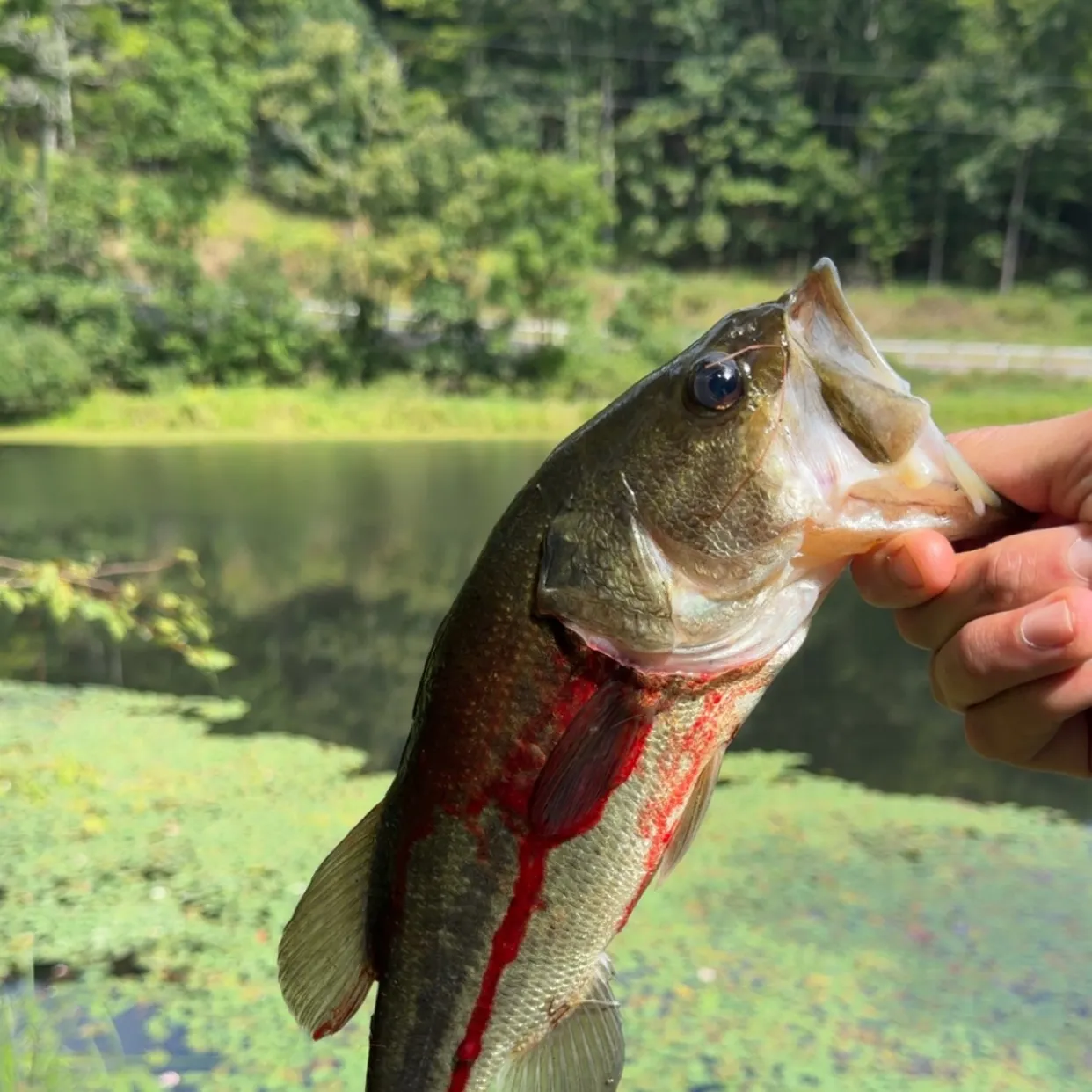 Largemouth bass caught on Fishbrain