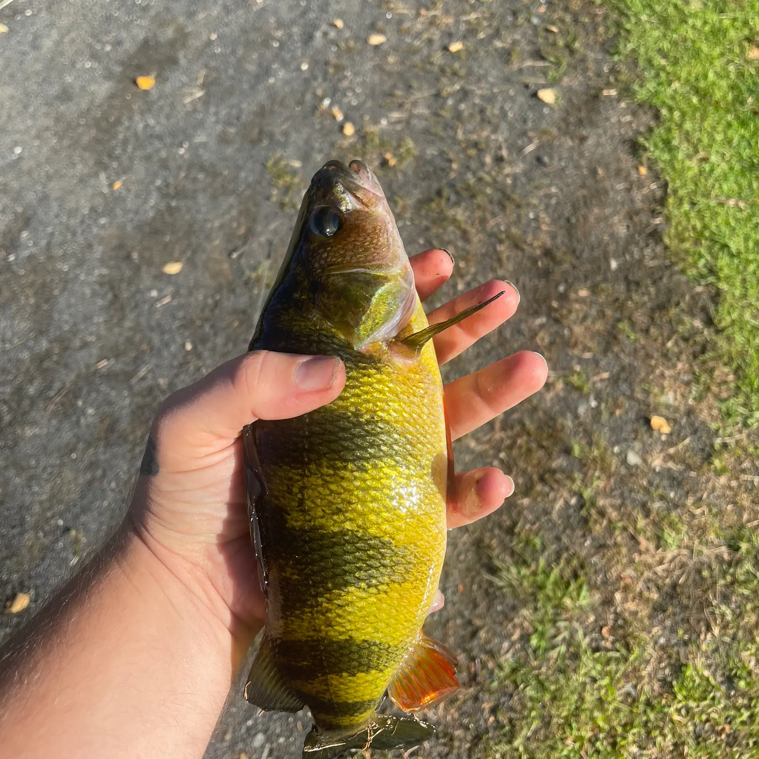 Yellow perch caught on Fishbrain
