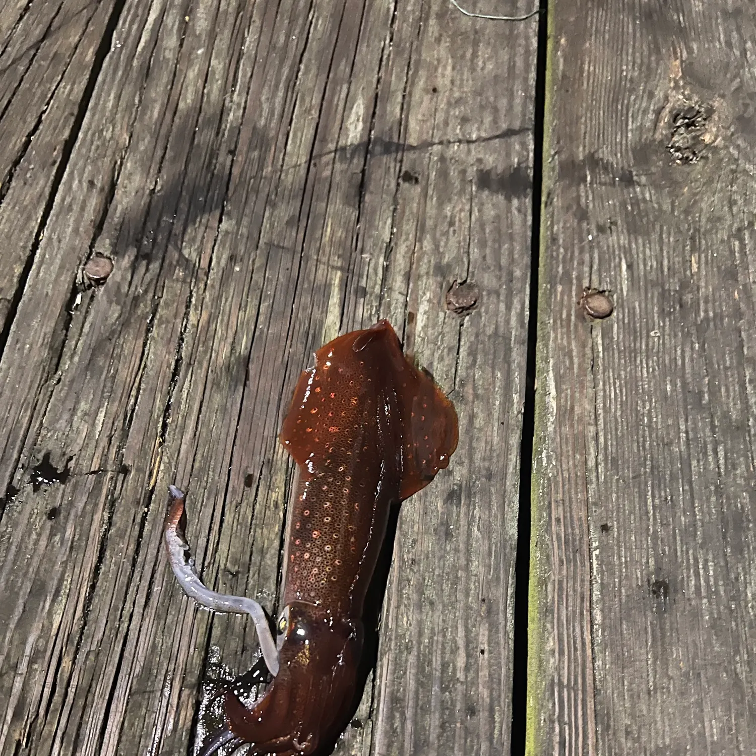 Longfin inshore squid caught on Fishbrain