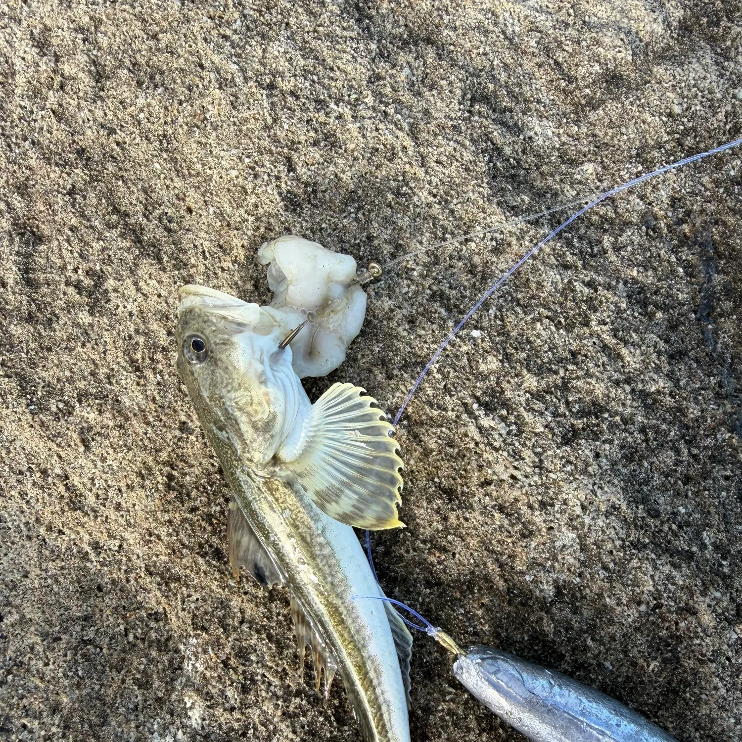 Pacific staghorn sculpin caught on Fishbrain