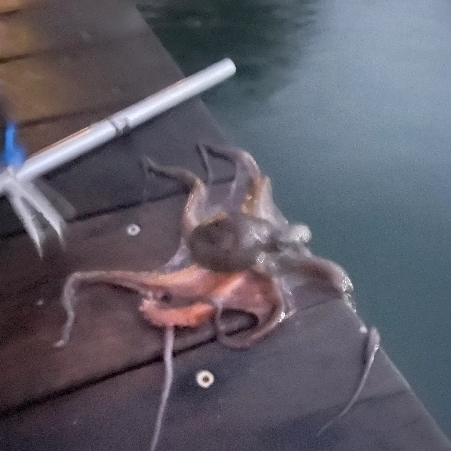 most liked catch image