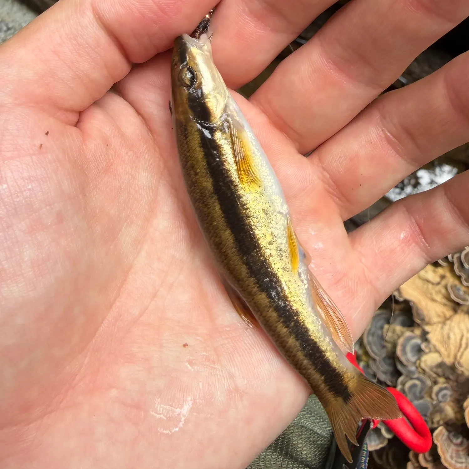 The most recent Eastern blacknose dace catches on Fishbrain