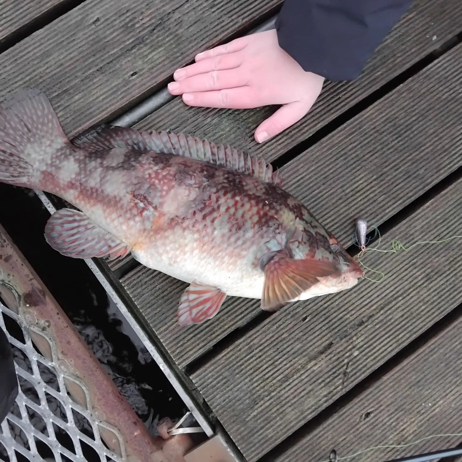 The most recent Ballan wrasse catches on Fishbrain