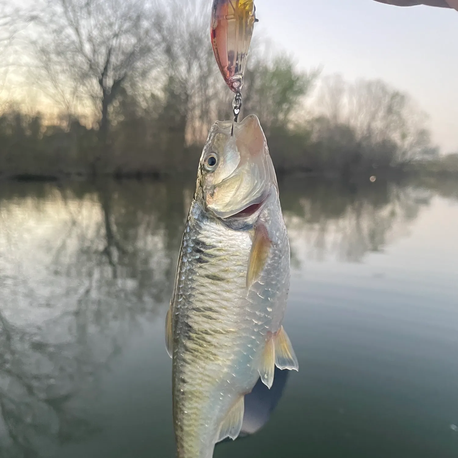 The most recent Striped shiner catches on Fishbrain