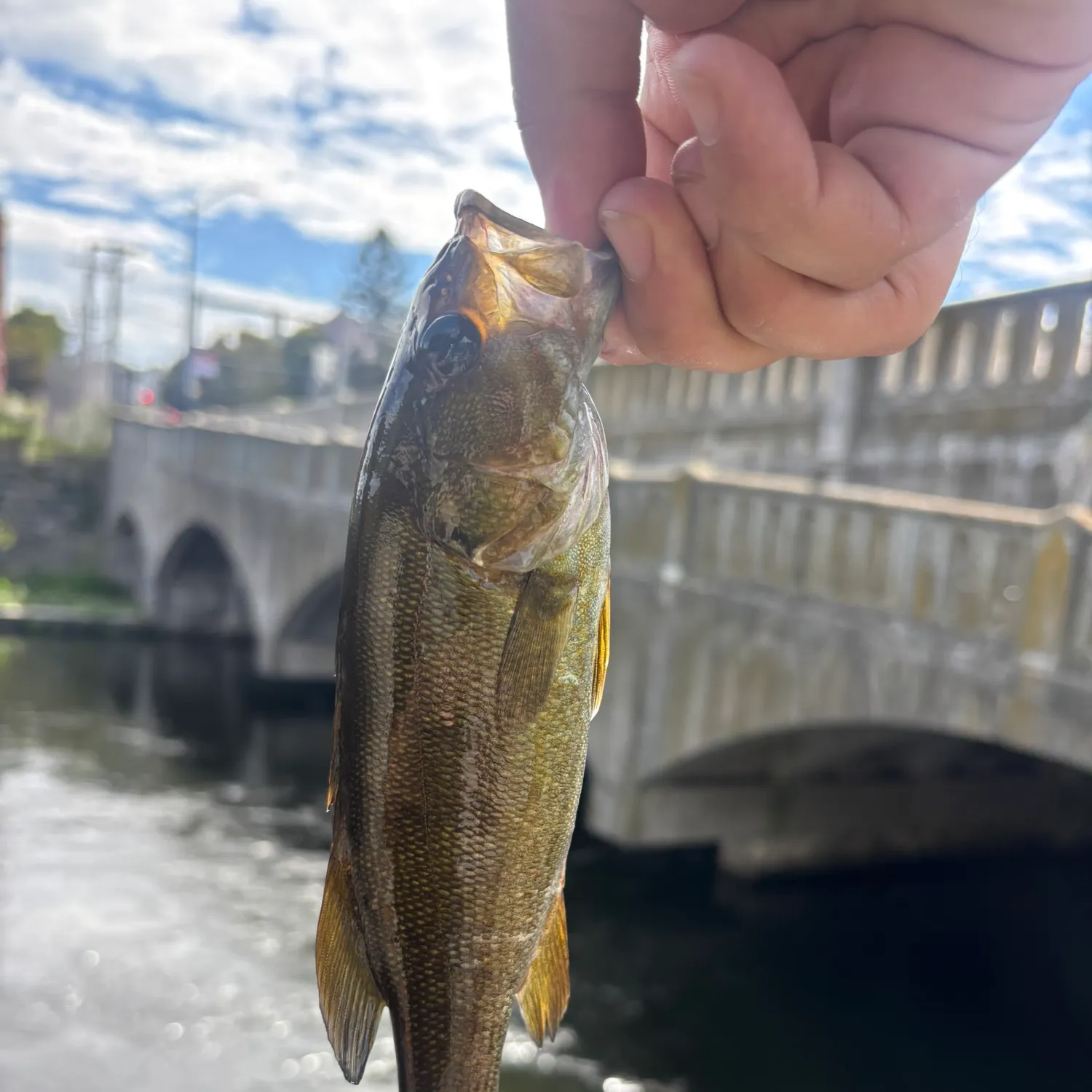 Smallmouth bass caught on Fishbrain