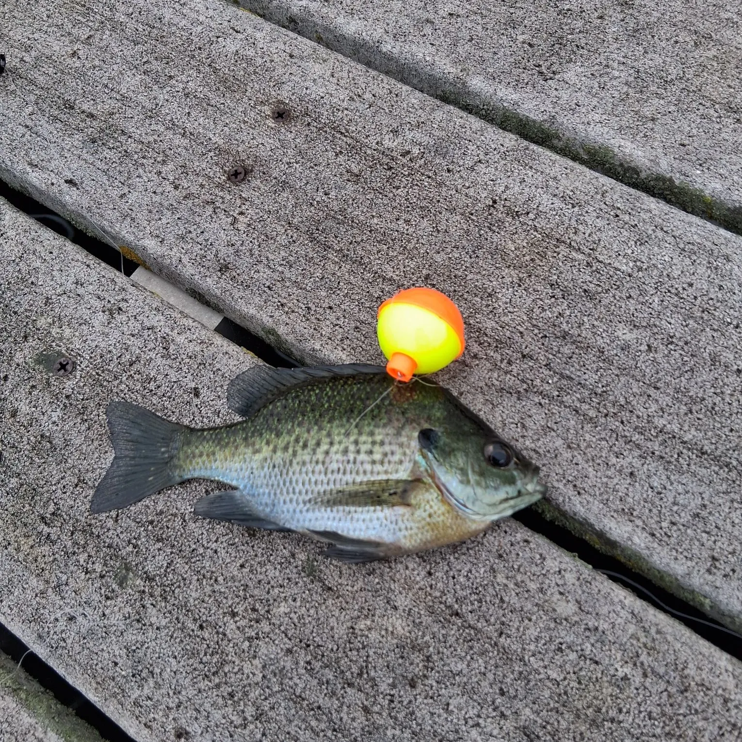 Fish caught on Fishbrain