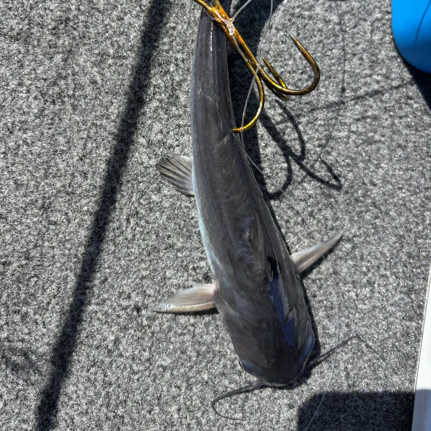 Blue catfish caught on Fishbrain