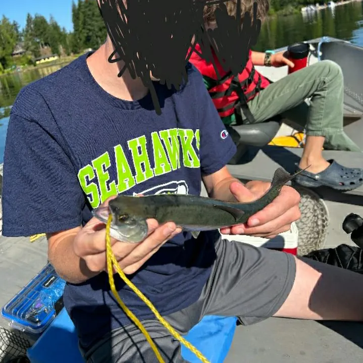 Kokanee salmon caught on Fishbrain