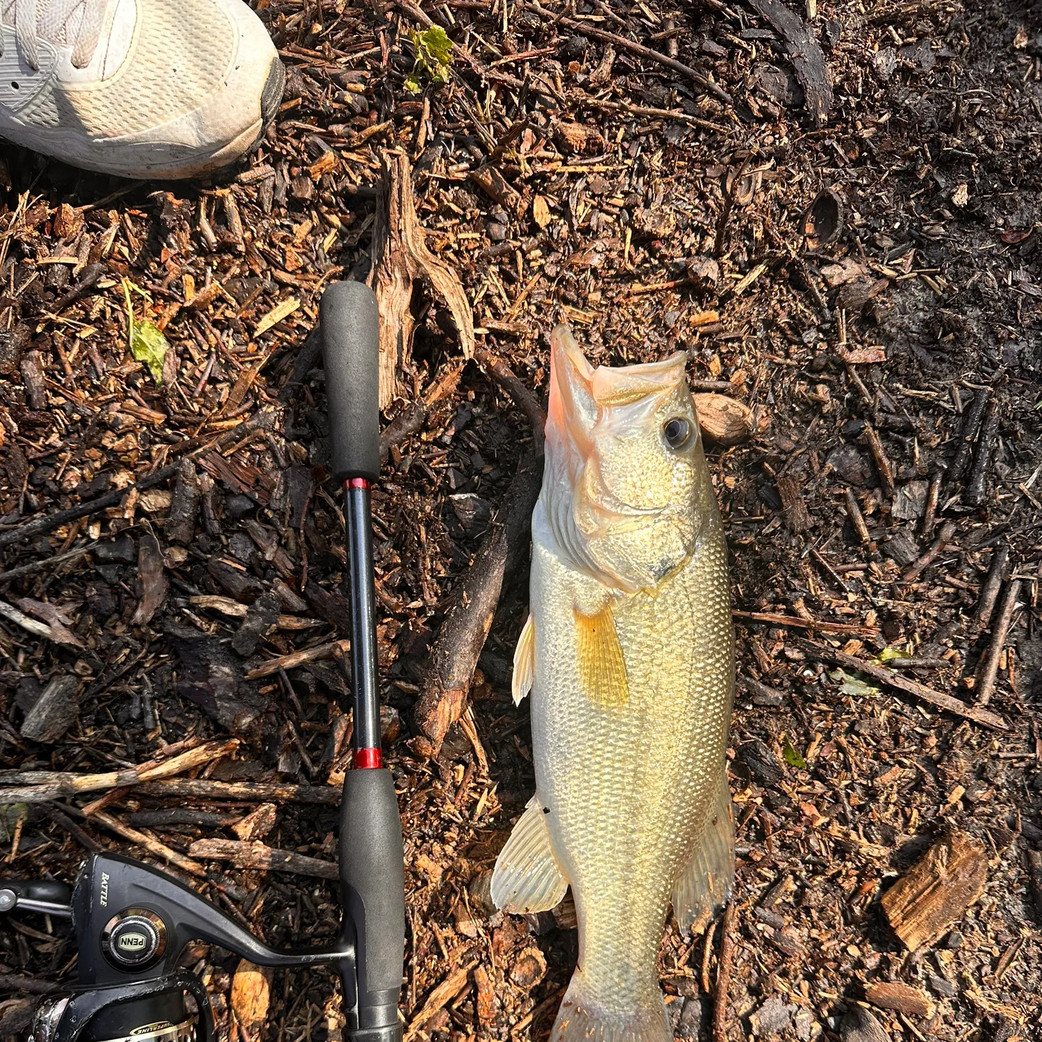 Largemouth bass caught on Fishbrain