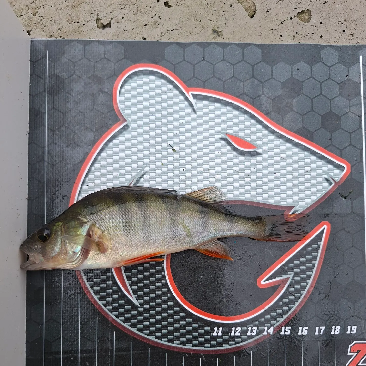 European perch caught on Fishbrain