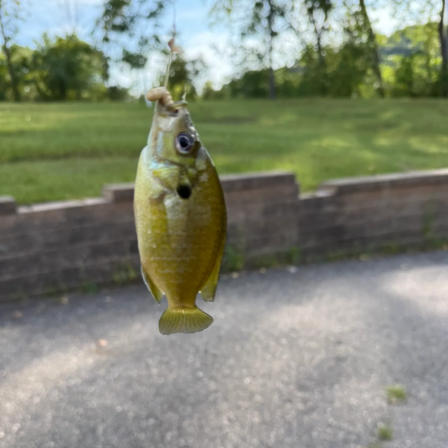 Bluegill caught on Fishbrain