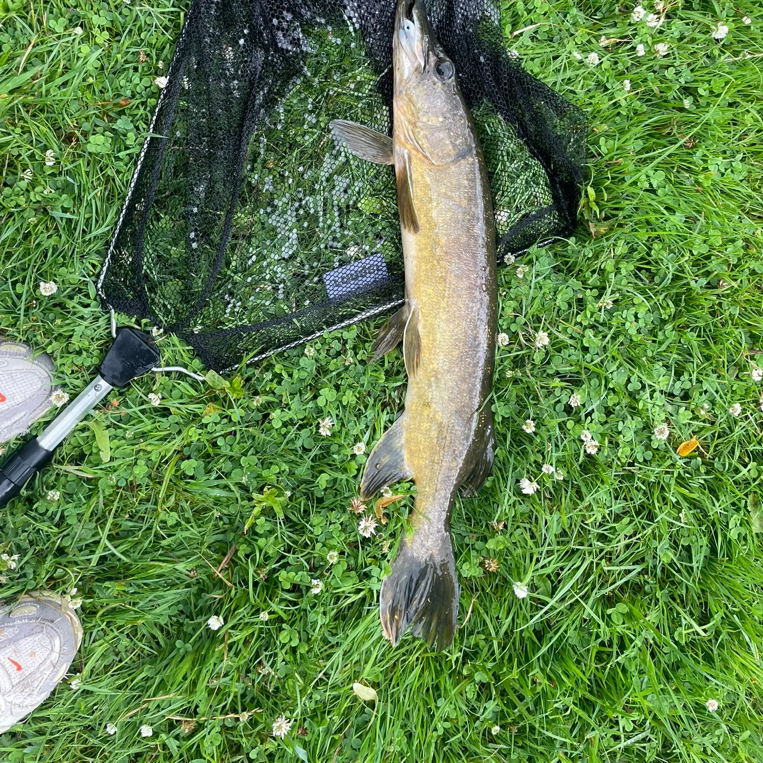 Northern pike caught on Fishbrain