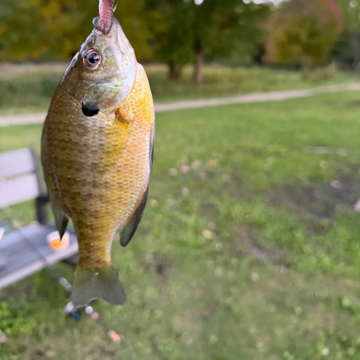 Bluegill caught on Fishbrain