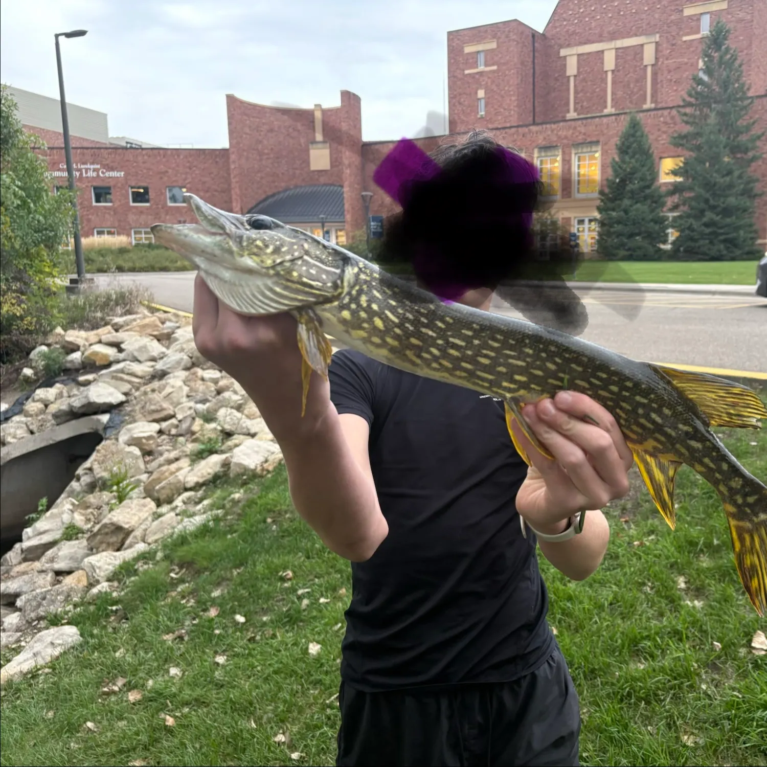Northern pike caught on Fishbrain
