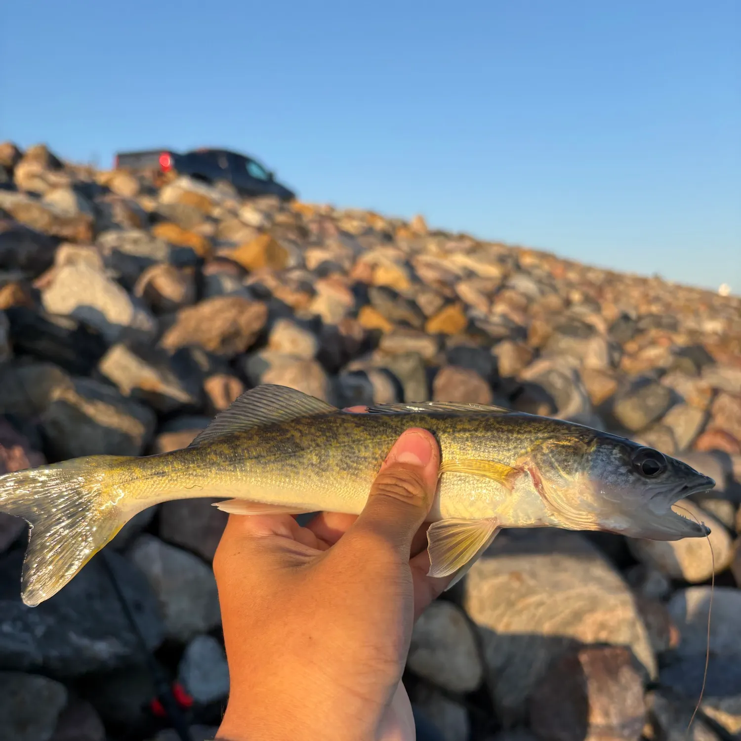 Walleye caught on Fishbrain