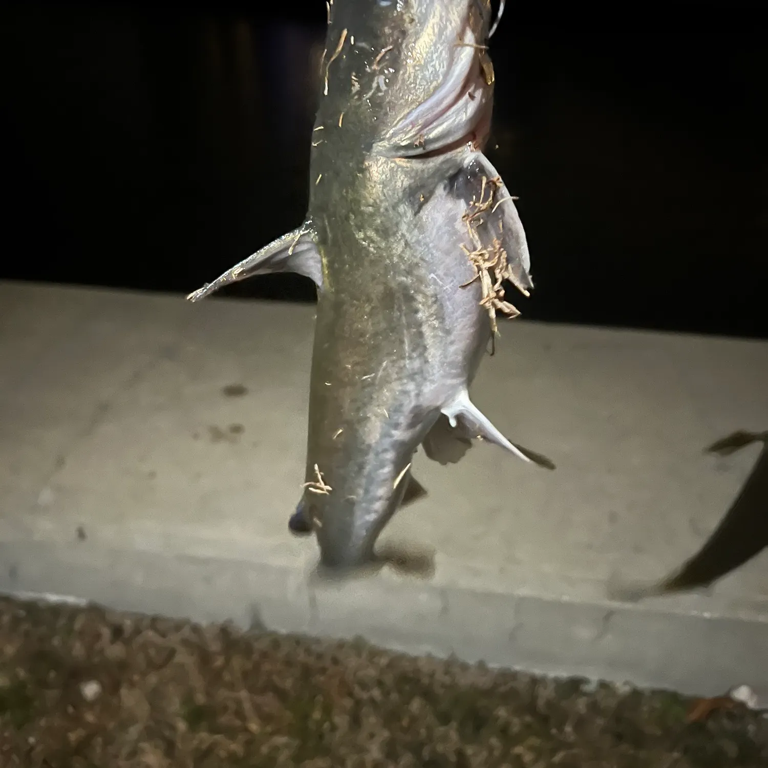 The most recent Hardhead sea catfish catches on Fishbrain