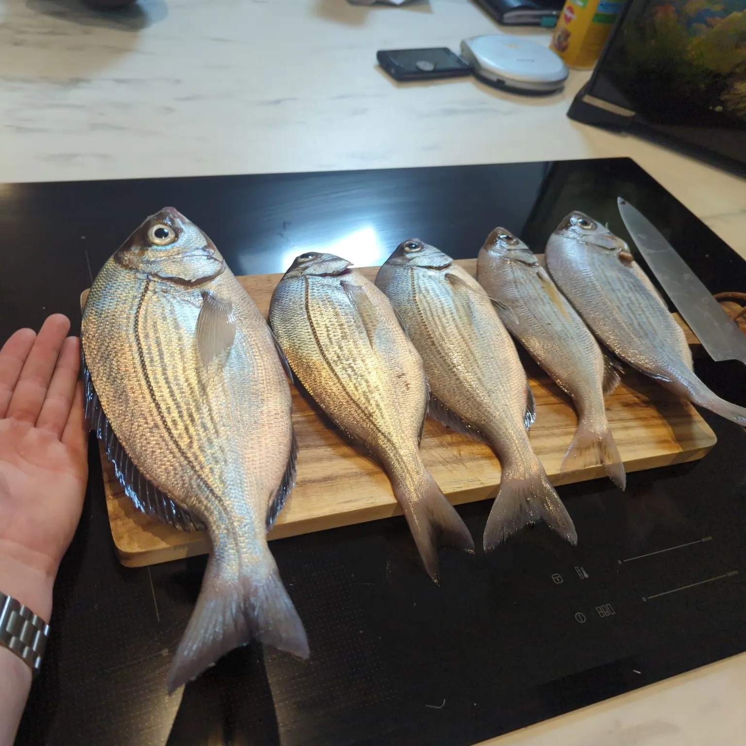 The most recent Black seabream catches on Fishbrain