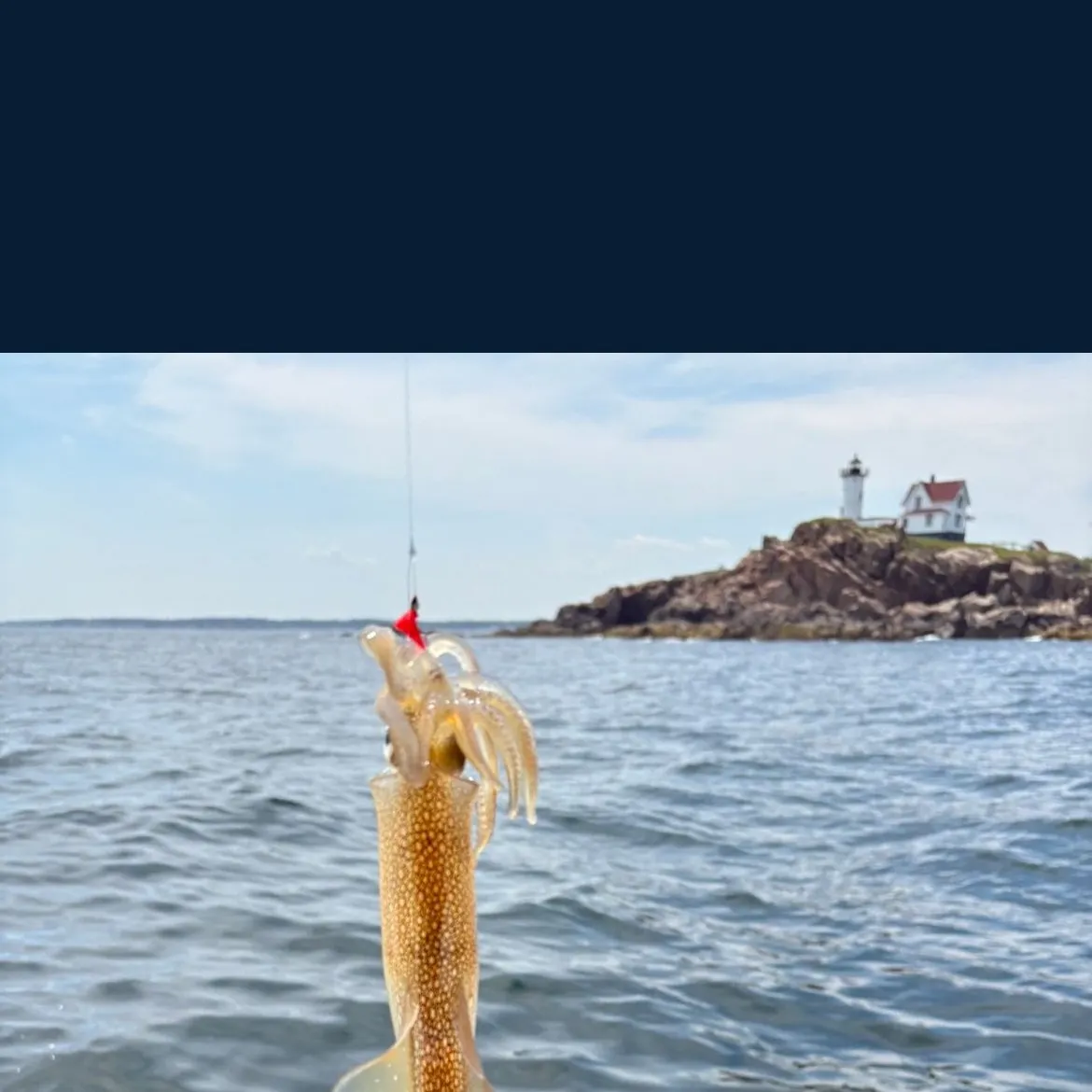 The most recent Longfin inshore squid catches on Fishbrain