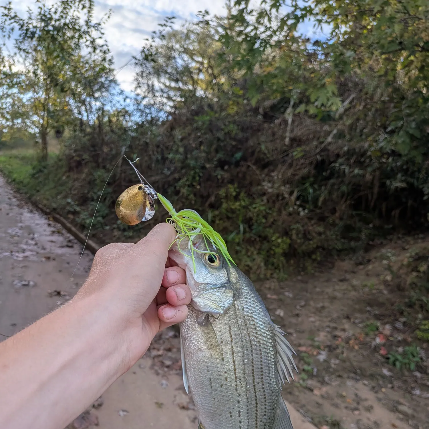 White bass caught on Fishbrain