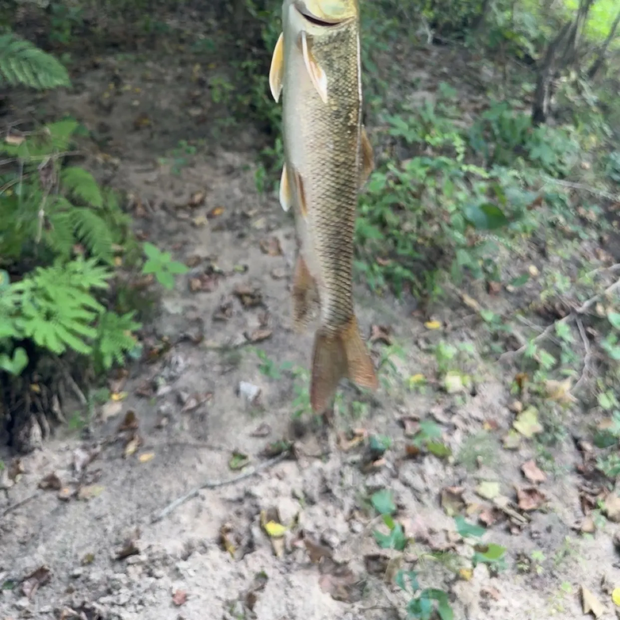 Creek chub caught on Fishbrain