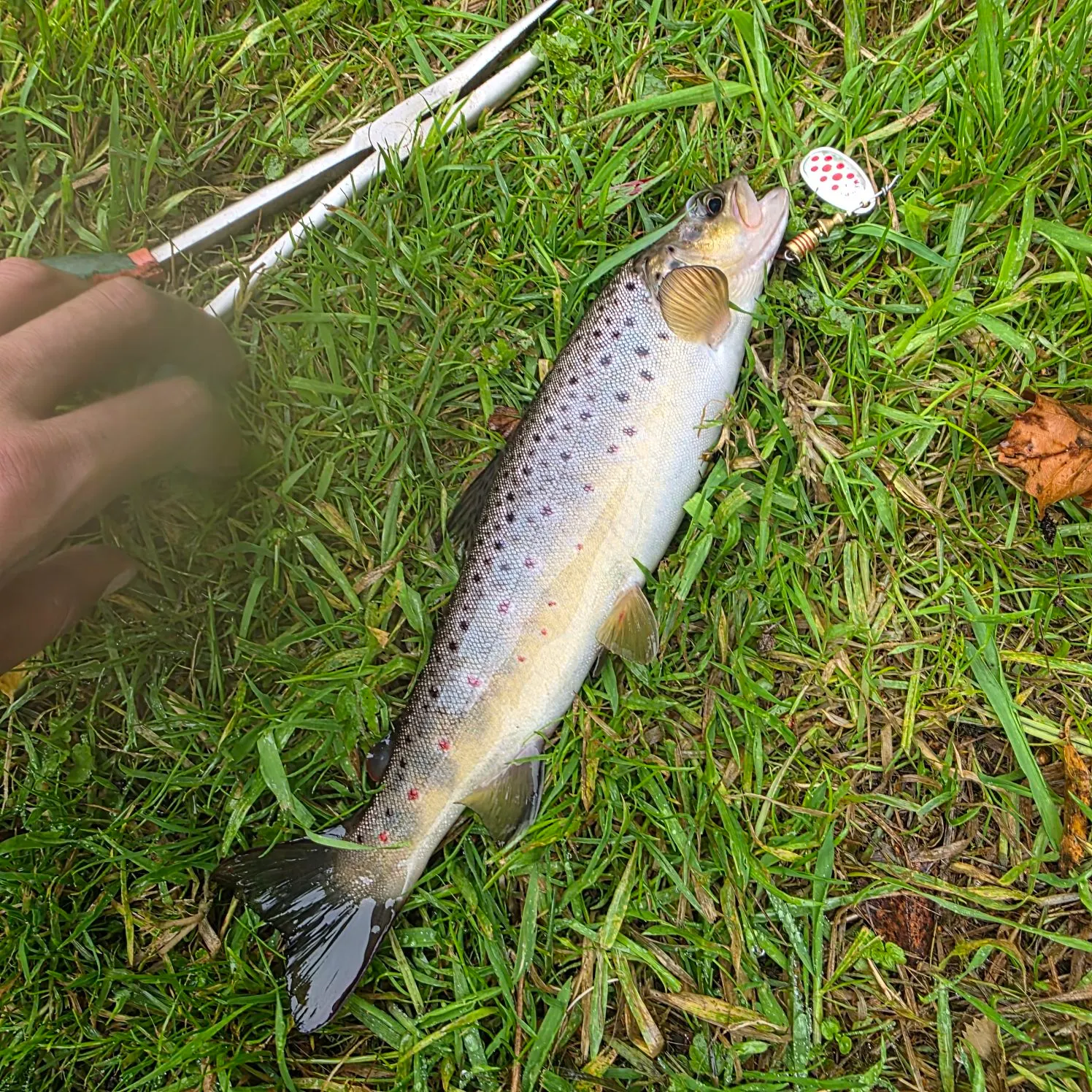 Brown trout caught on Fishbrain