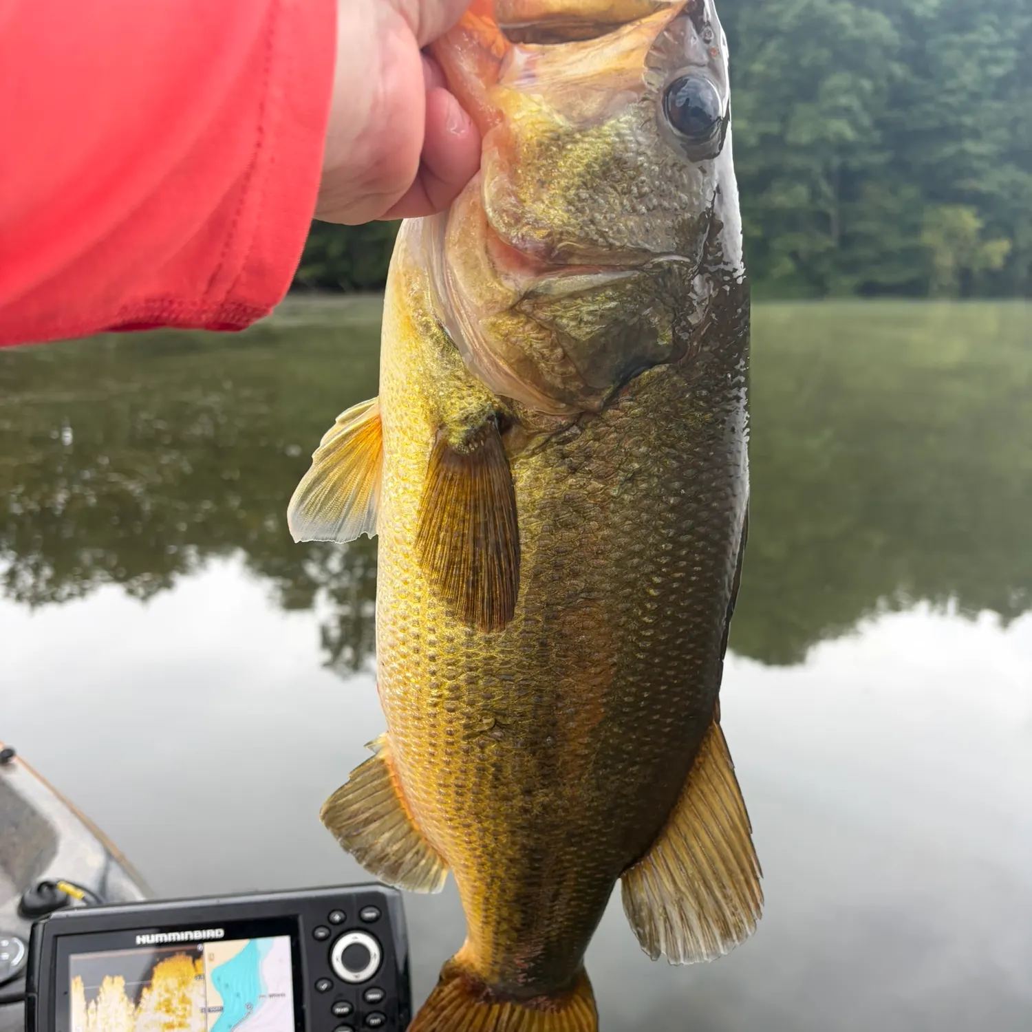Largemouth bass caught on Fishbrain