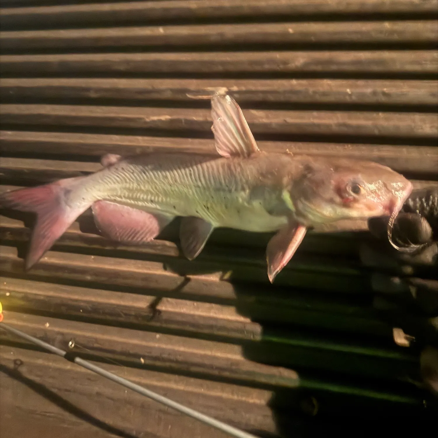 Channel catfish caught on Fishbrain