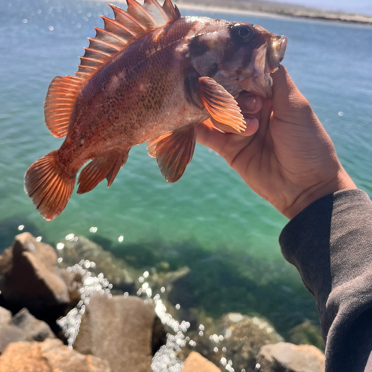 most liked catch image