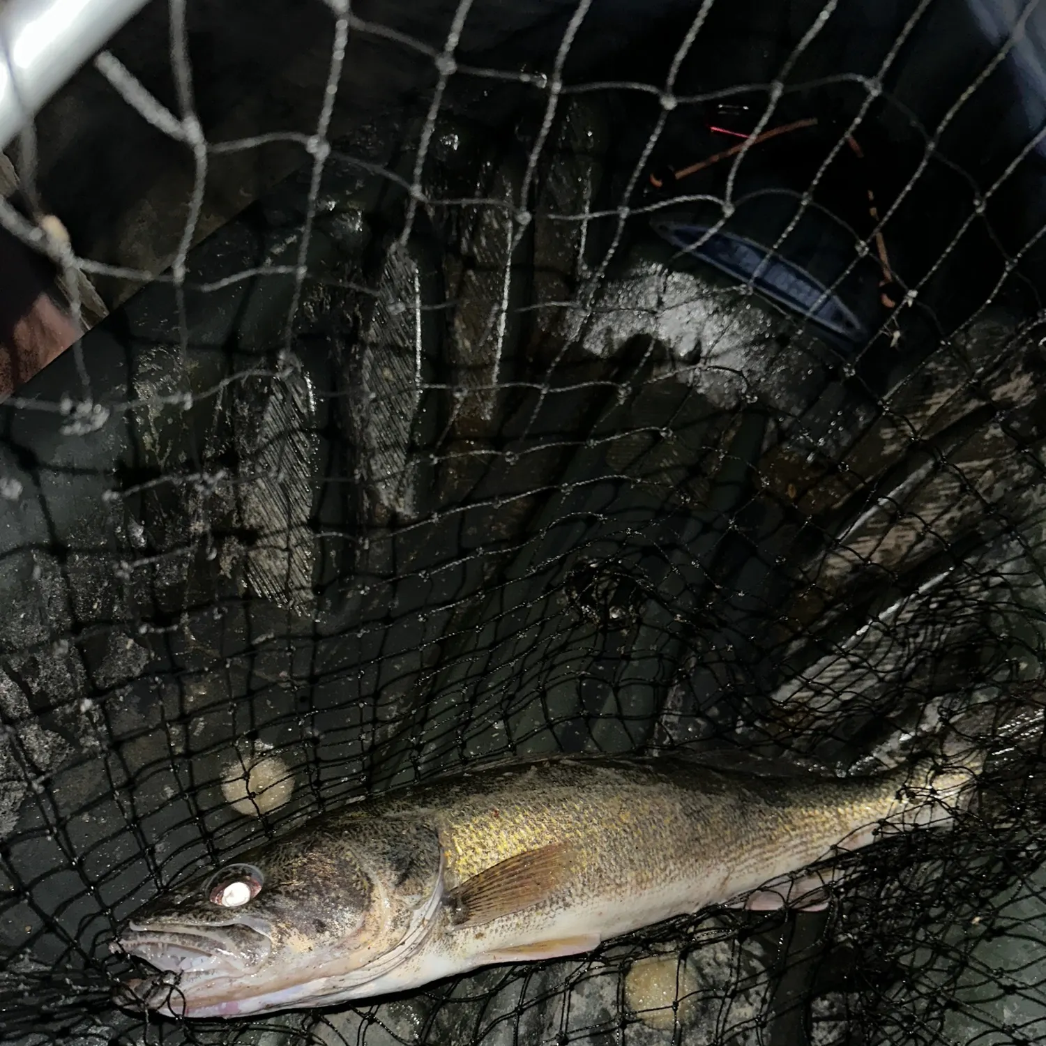 Walleye caught on Fishbrain