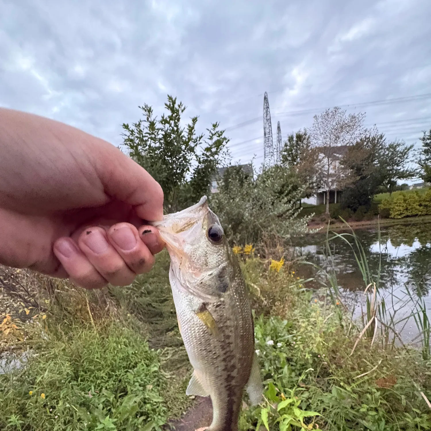 Fish caught on Fishbrain