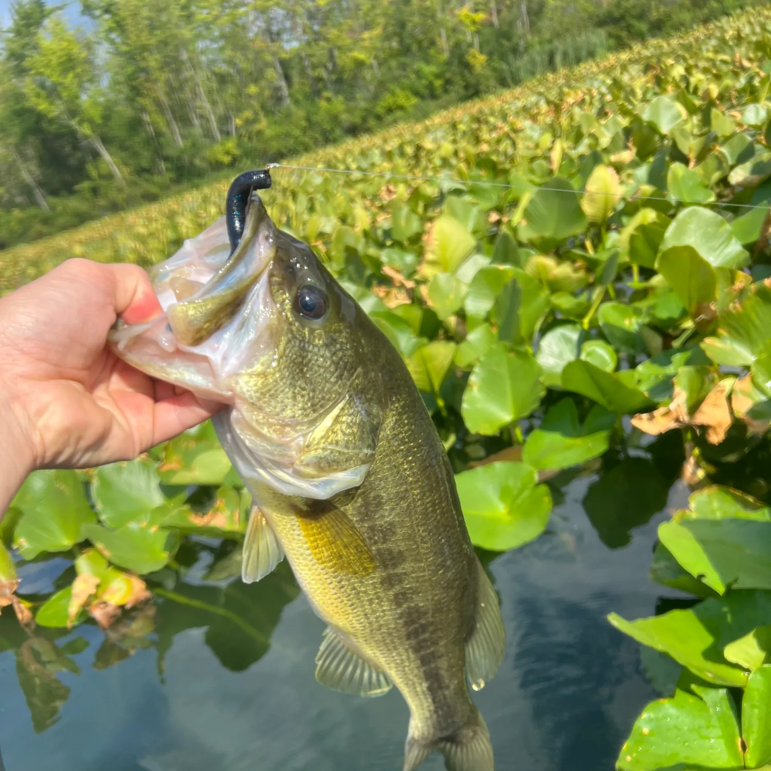 Largemouth bass caught on Fishbrain