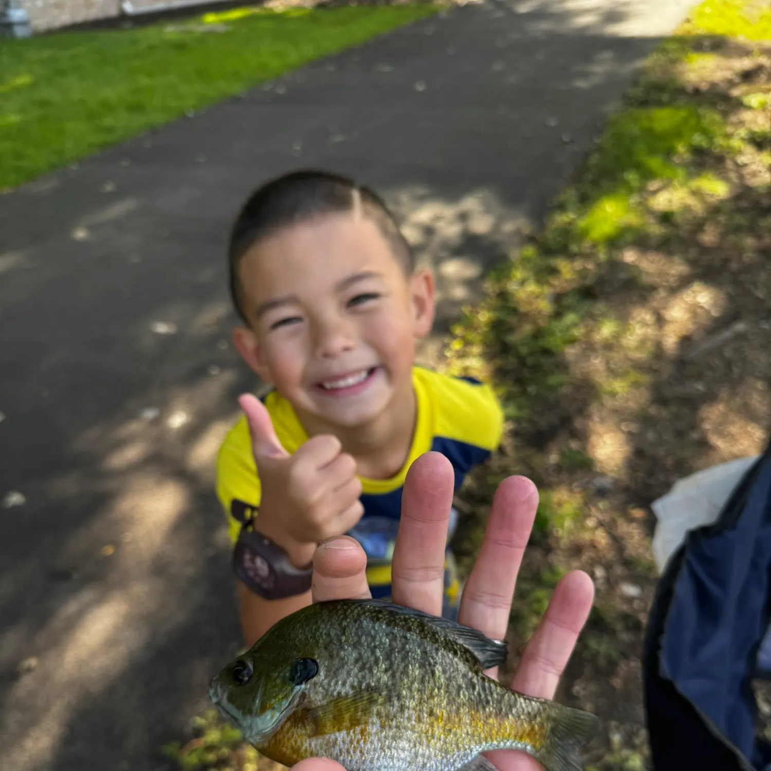 Bluegill caught on Fishbrain