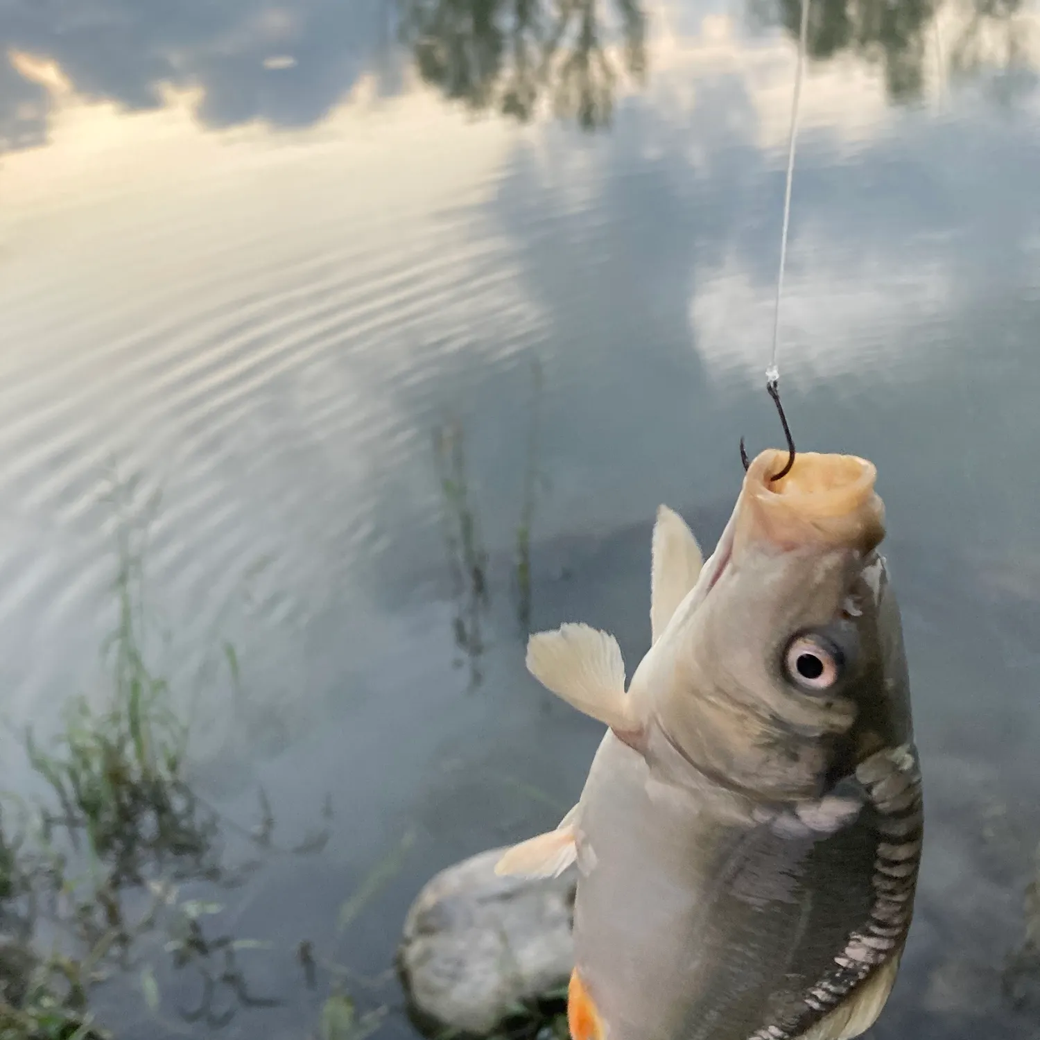 Mirror carp caught on Fishbrain