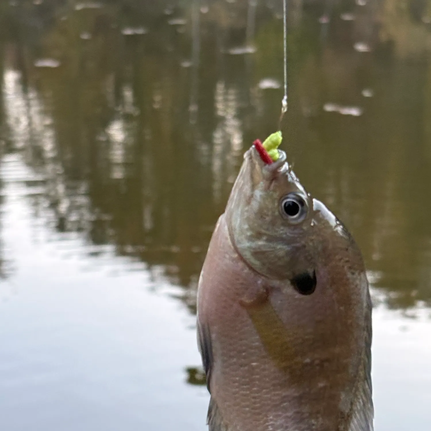 Bluegill caught on Fishbrain