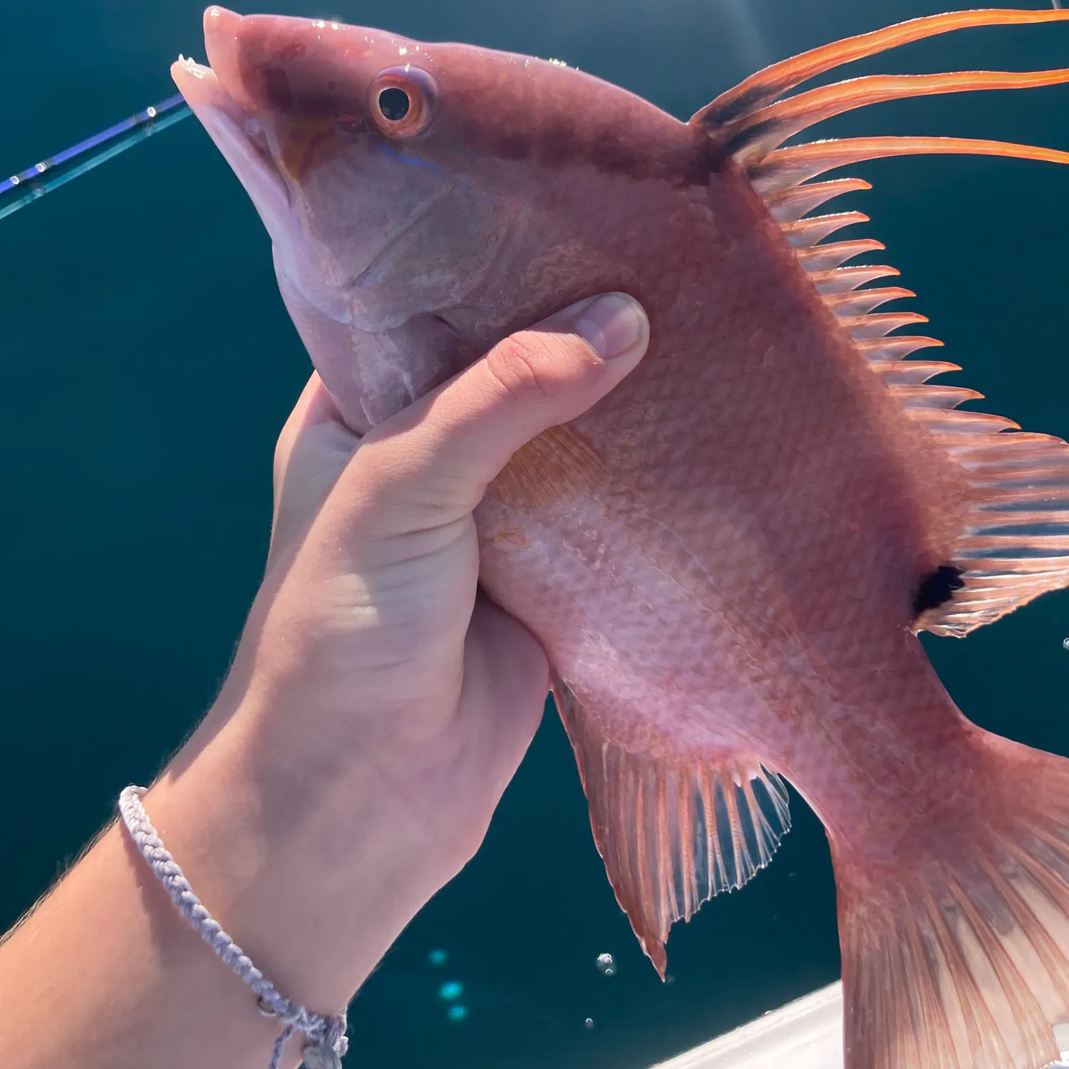 The most recent Hogfish catches on Fishbrain