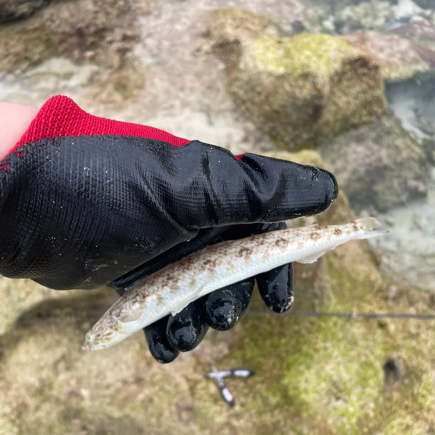 The most recent Inshore lizardfish catches on Fishbrain