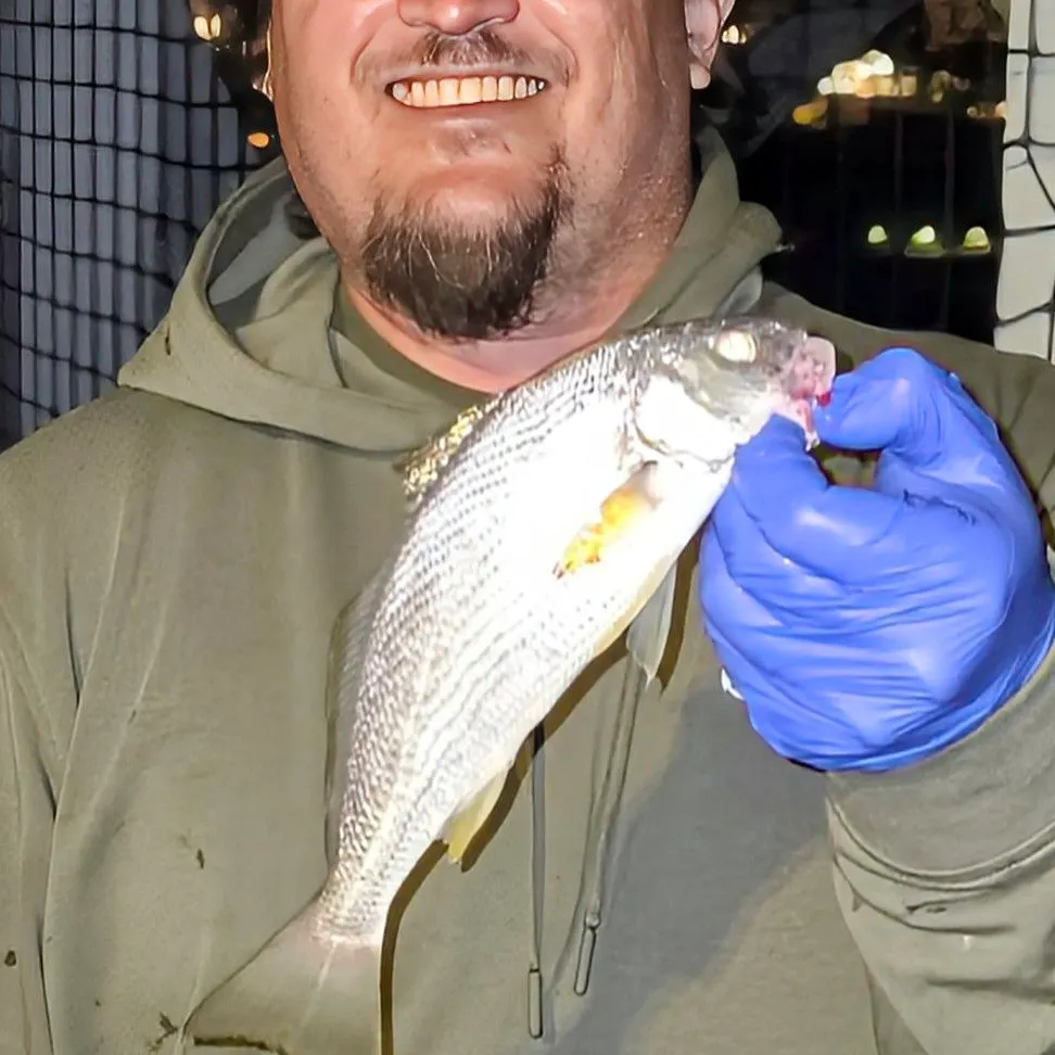 The most recent Yellowfin croaker catches on Fishbrain