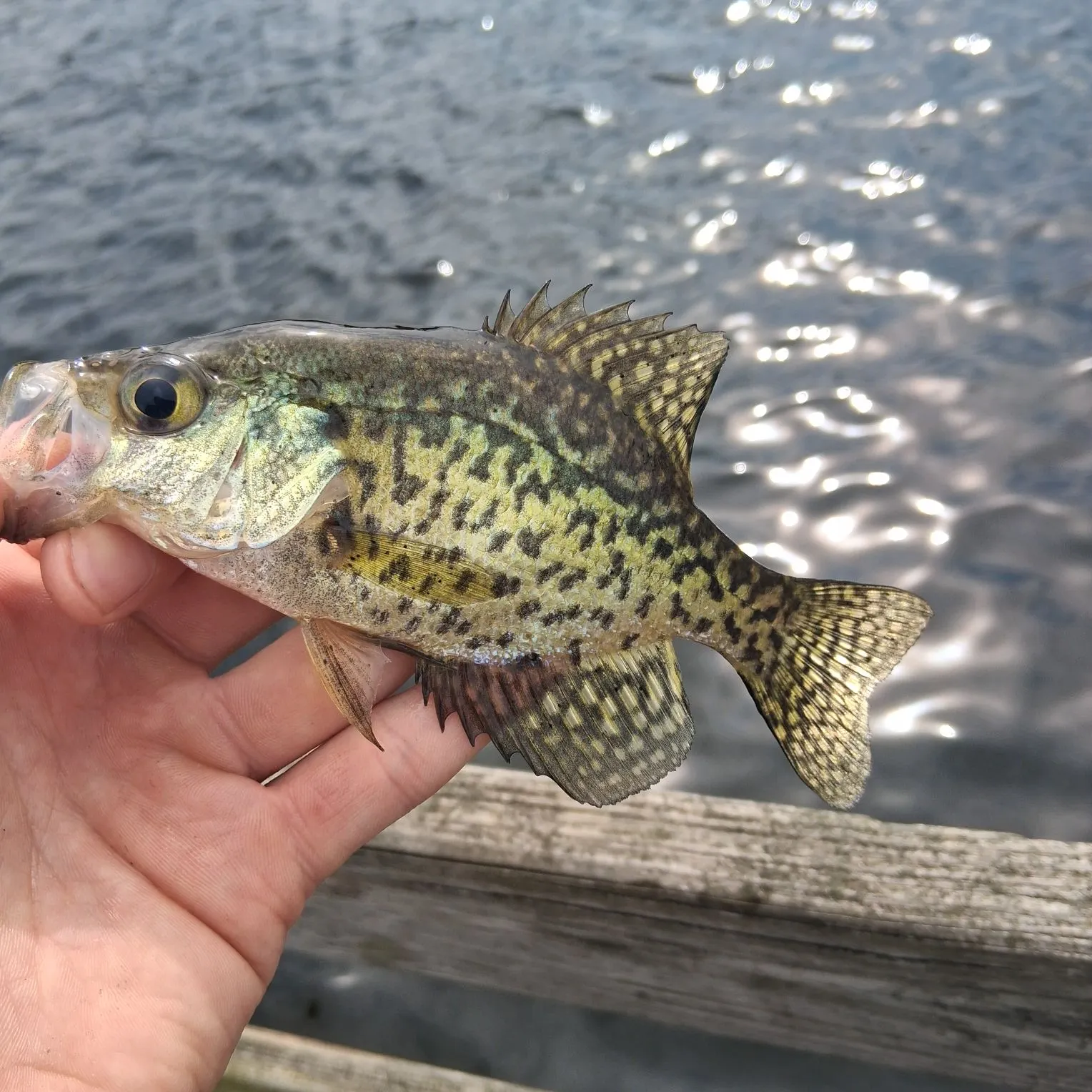 Black crappie caught on Fishbrain