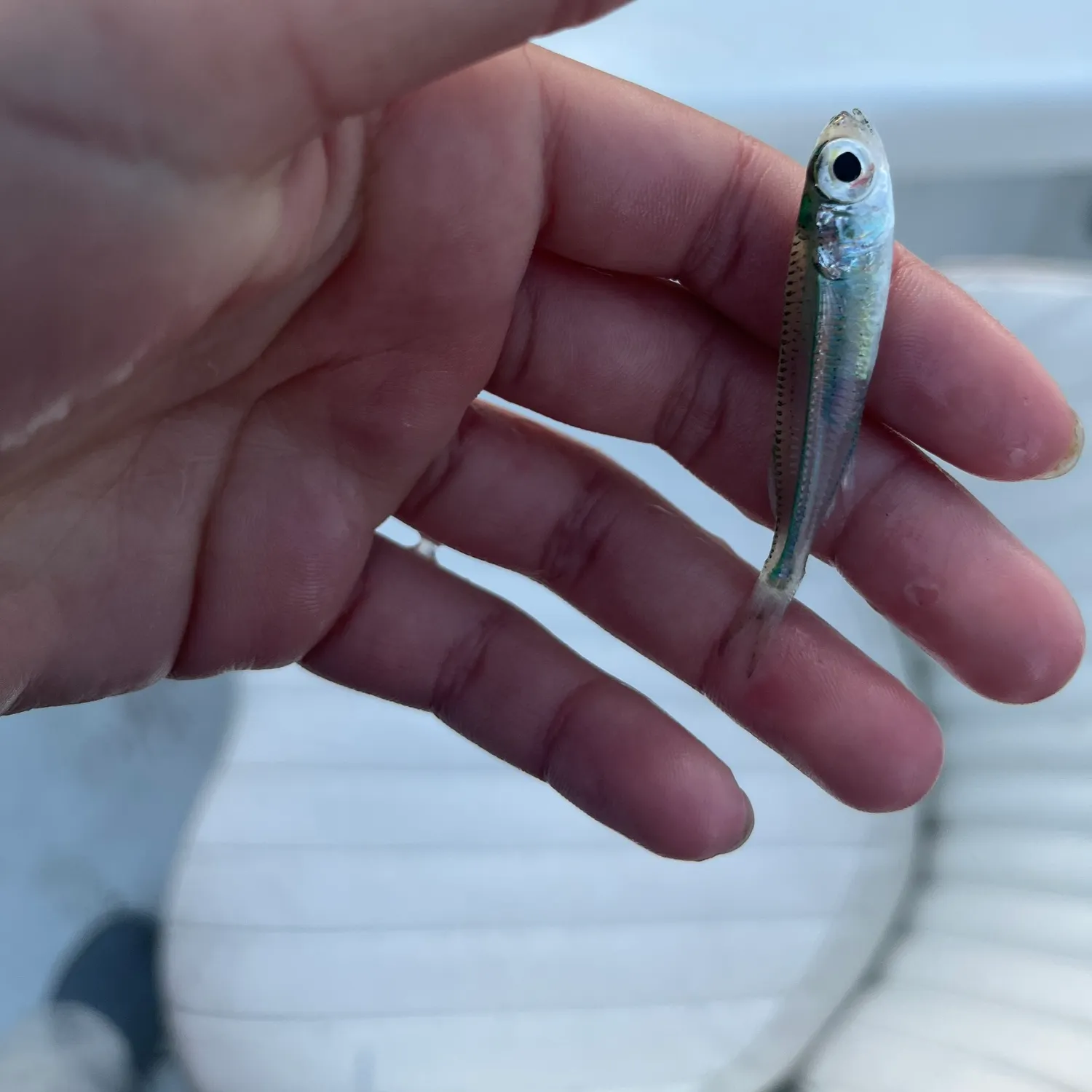 The most recent Glassy cardinalfish catches on Fishbrain