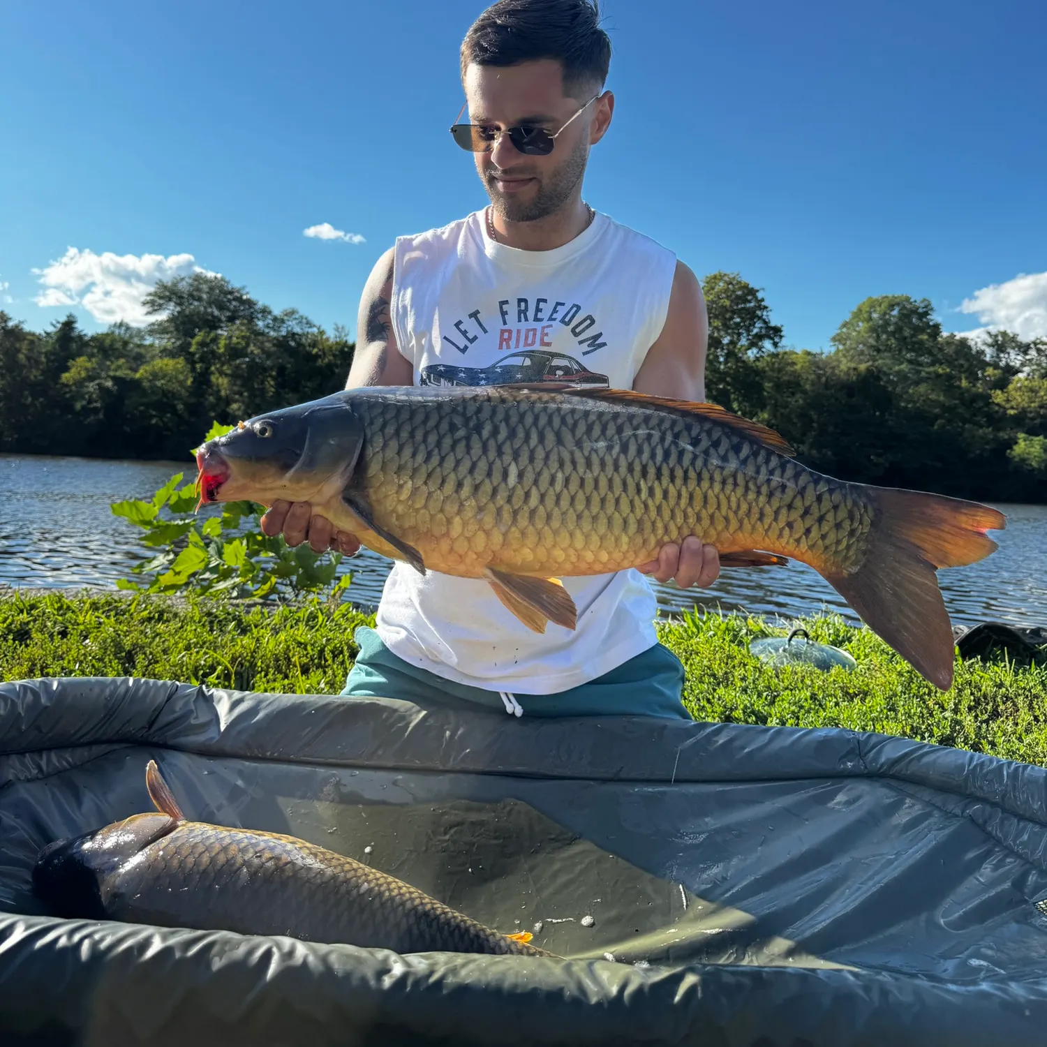 Common carp caught on Fishbrain