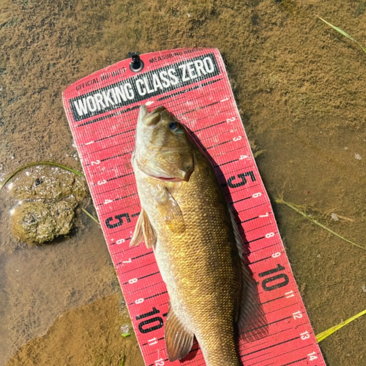angler catch