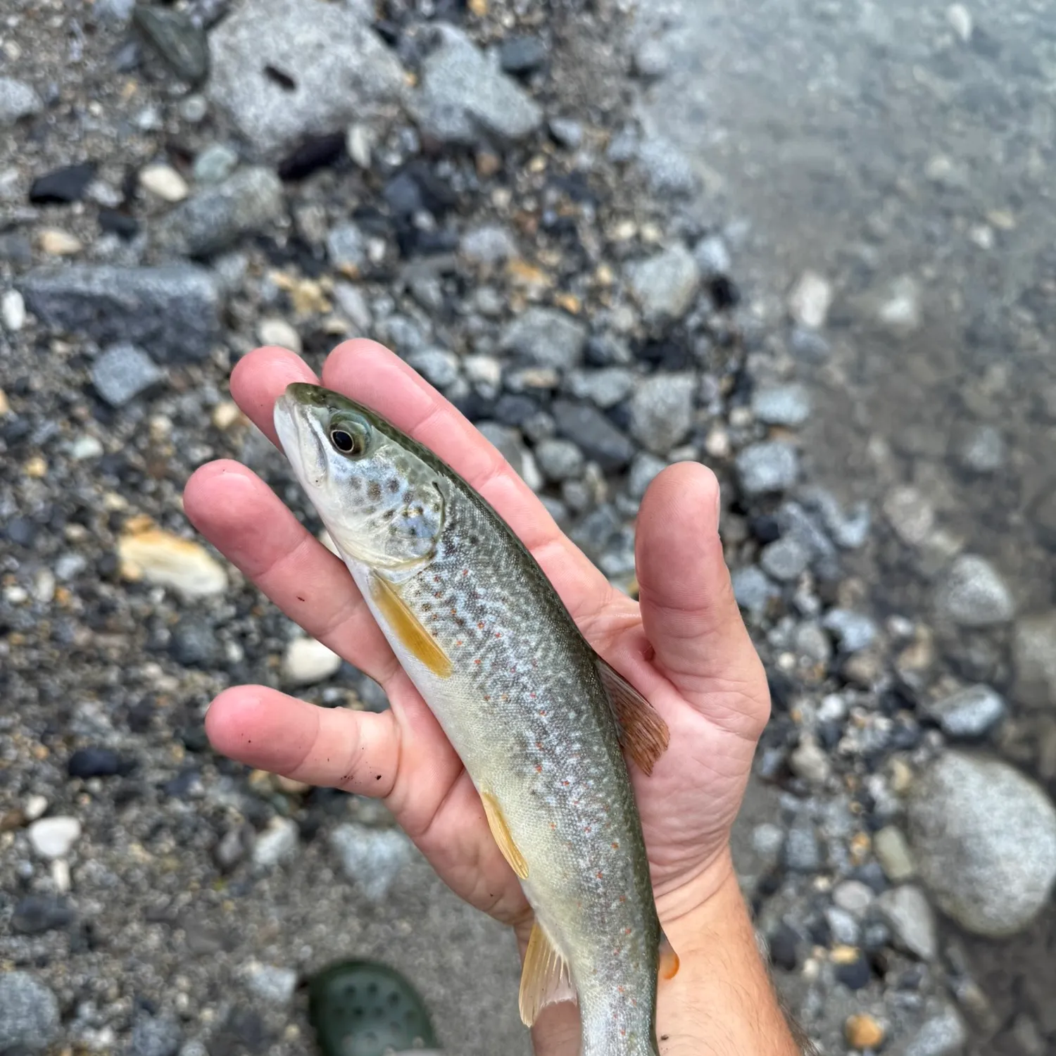 The most recent Marble trout catches on Fishbrain