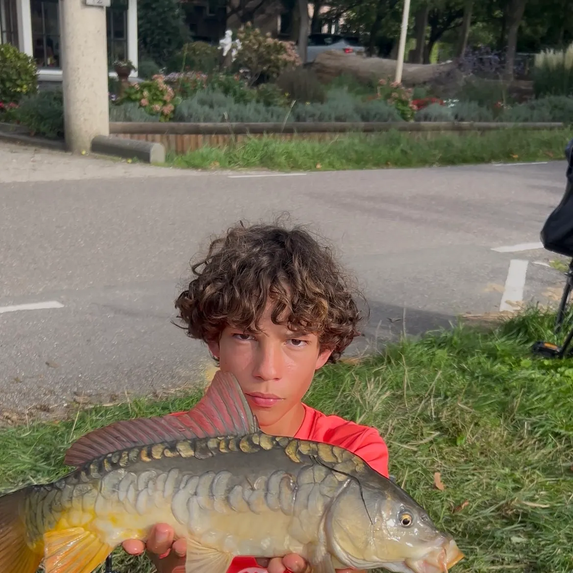 Mirror carp caught on Fishbrain