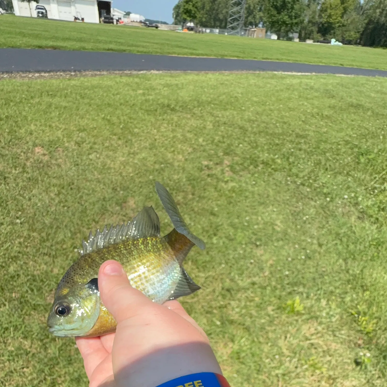 Bluegill caught on Fishbrain