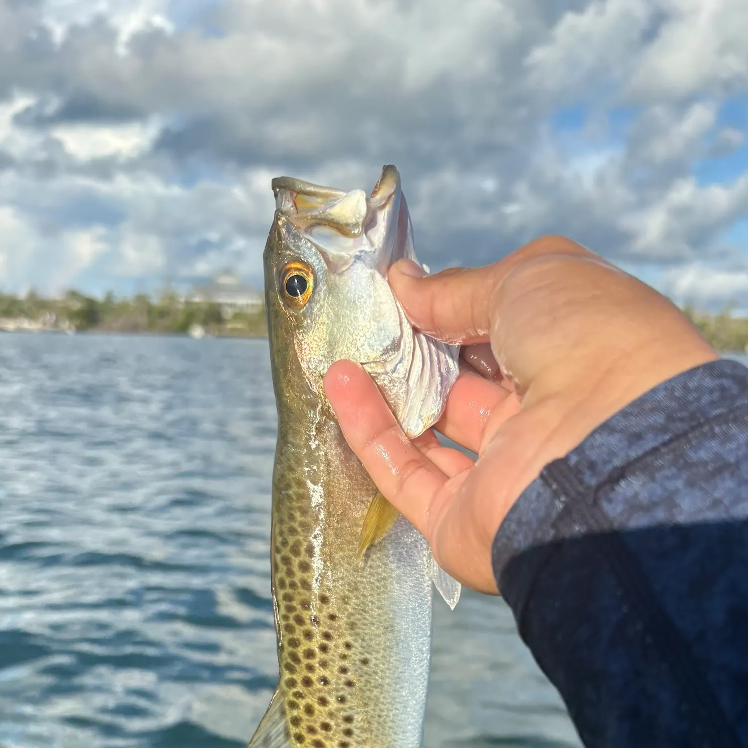 Spotted seatrout caught on Fishbrain