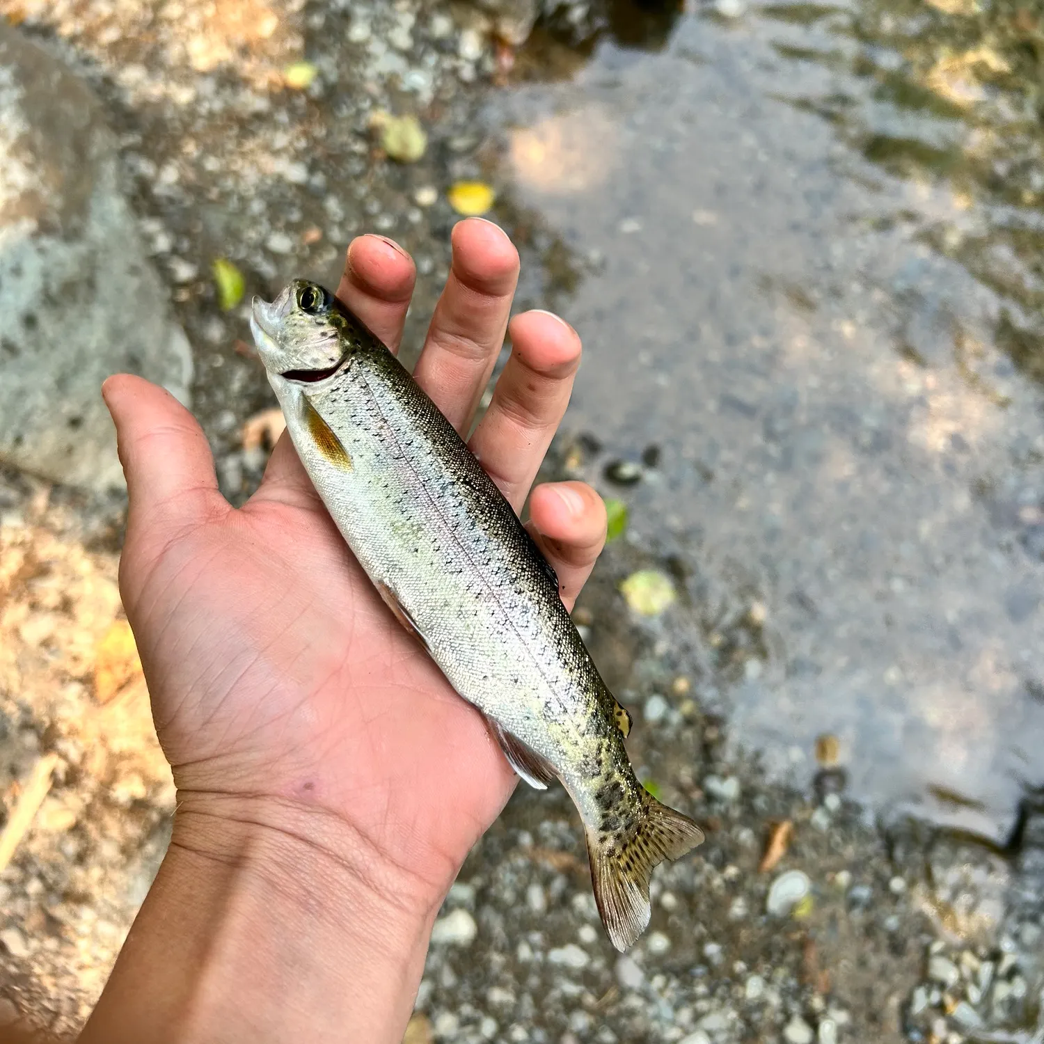 Cutthroat trout caught on Fishbrain