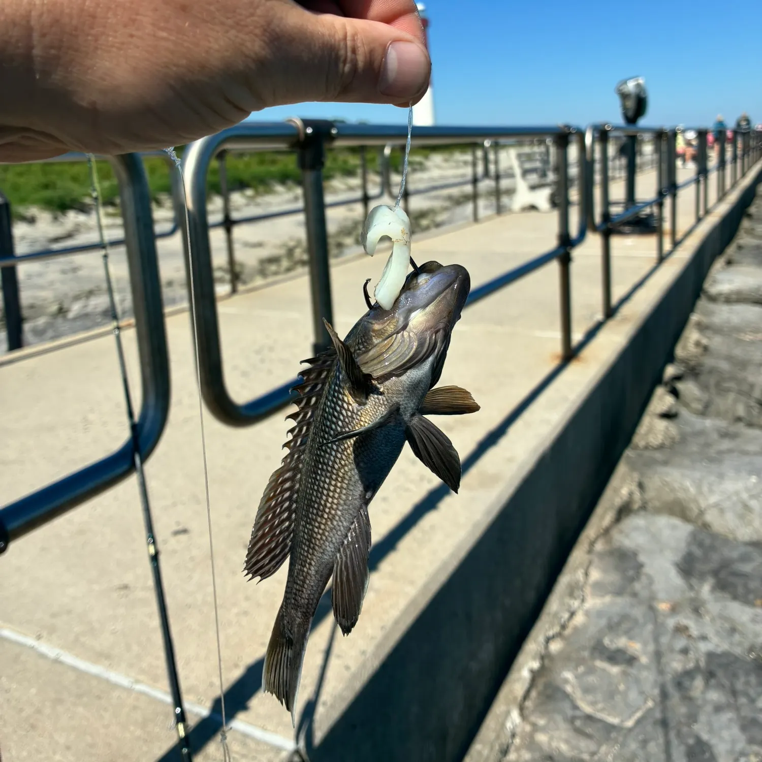 Black sea bass caught on Fishbrain