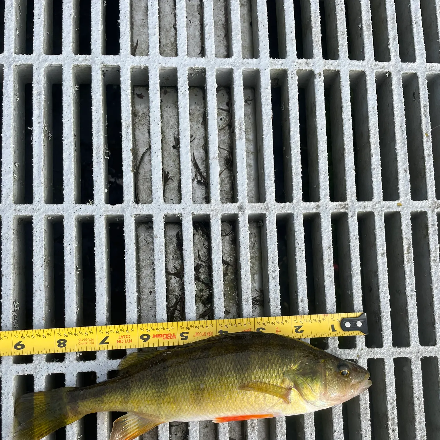 Yellow perch caught on Fishbrain