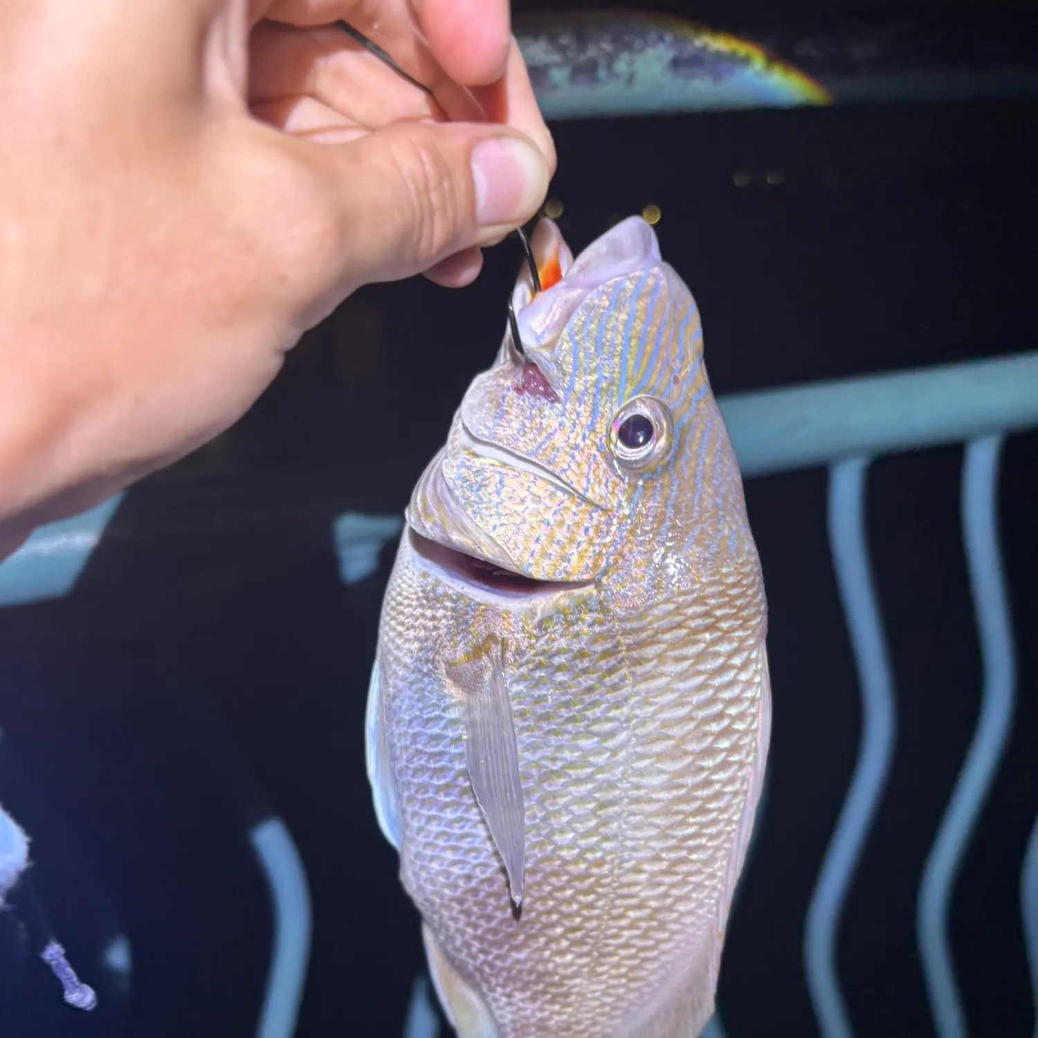 White grunt caught on Fishbrain